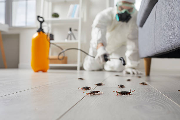 Post-Treatment Bed Bug Interceptor Monitoring in Bay Harbor Islands
